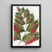 Combretum à grandes fleurs - Sydenham Edwards — gerahmtes Bild an der Wand