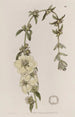 Heimia à grandes fleurs - Sydenham Edwards — Ansicht des Kunstwerks