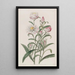 Hélichrysum à grandes fleurs - Sydenham Edwards — gerahmtes Bild an der Wand