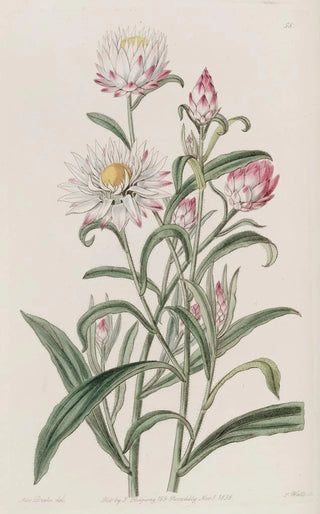 Sydenham Edwards - Largeflowered Helichrysum.webp