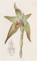 Lycaste à grandes fleurs - Sydenham Edwards — Ansicht des Kunstwerks