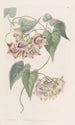 Philibertia à grandes fleurs - Sydenham Edwards — Ansicht des Kunstwerks
