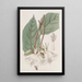 Trochetia mit großen Blumen - Sydenham Edwards — gerahmtes Bild an der Wand