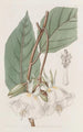 Trochetia mit großen Blumen - Sydenham Edwards — Ansicht des Kunstwerks