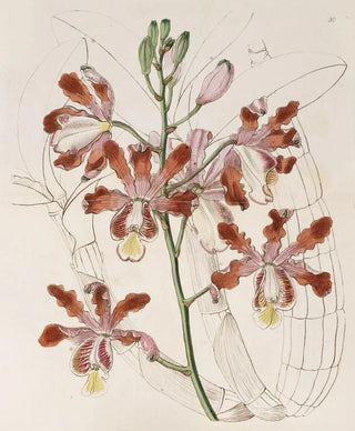 Sydenham Edwards - Largeflowered variety of the Trumpet Schomburgkia.webp