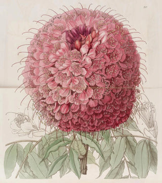 Sydenham Edwards - Largeheaded Brownaea.webp