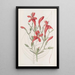 Ruellia à grandes feuilles - Sydenham Edwards — gerahmtes Bild an der Wand
