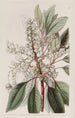 Arbousier à feuilles de laurier - Sydenham Edwards — Ansicht des Kunstwerks