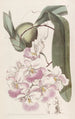Odontoglossum mit Zitronenduft - Sydenham Edwards — Ansicht des Kunstwerks