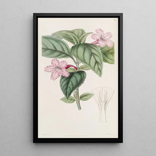 Sydenham Edwards - Lilacflowered Ruellia.webp