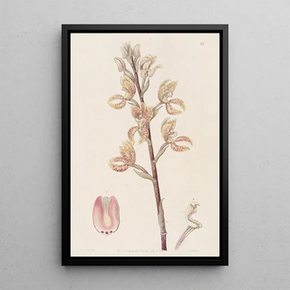 Sydenham Edwards - Lindens Govenia.webp