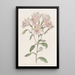 Alstroemeria rayée - Sydenham Edwards — gerahmtes Bild an der Wand