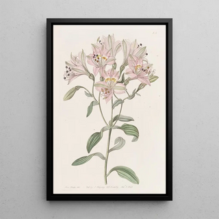 Sydenham Edwards - Lined Alstraemeria.webp