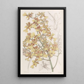 Sydenham Edwards - LongLeaved Oncidium.webp