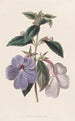 Achimènes à longues fleurs - Sydenham Edwards — Ansicht des Kunstwerks