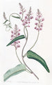 Kennedya à une feuille, variété à longues grappes - Sydenham Edwards — Ansicht des Kunstwerks