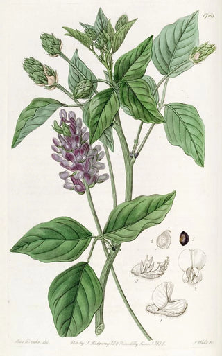 Sydenham Edwards - Longspiked Psoralea.webp