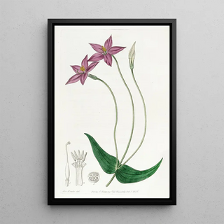 Sydenham Edwards - Longstalked Chironia.webp