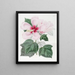 Hibiskus der Sümpfe - Sydenham Edwards — gerahmtes Bild an der Wand