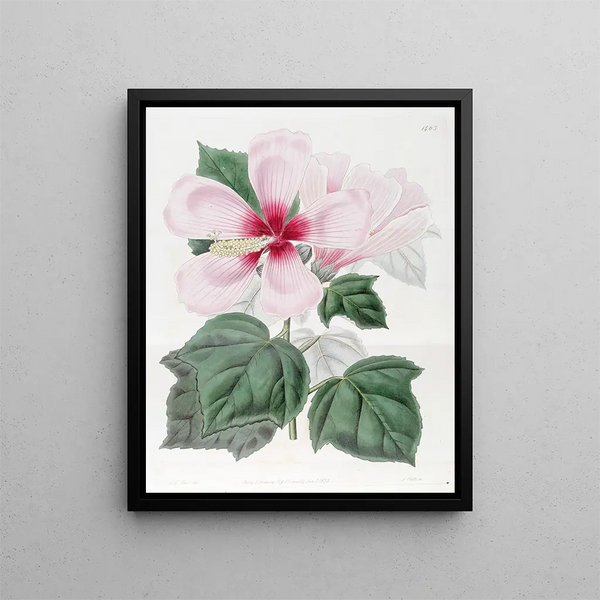 Sydenham Edwards - Marsh Hibiscus.webp