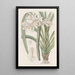 Cymbidium von Masters - Sydenham Edwards — gerahmtes Bild an der Wand