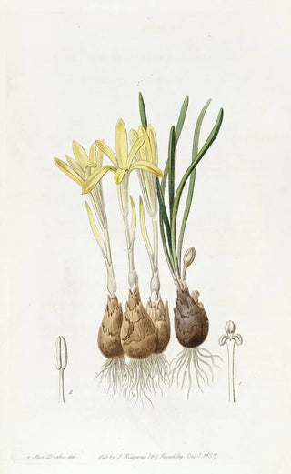 Sydenham Edwards - Meadow Saffronflowered Sternbergia.webp