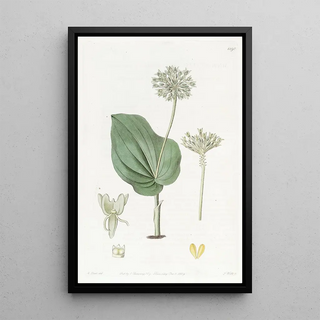 Sydenham Edwards - Mexican Snakestongueleaved Microstylis.webp