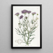 Gilia à feuilles de millefeuille - Sydenham Edwards — gerahmtes Bild an der Wand