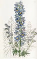 Delphinium des montagnes - Sydenham Edwards — Ansicht des Kunstwerks
