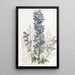 Delphinium des montagnes - Sydenham Edwards — gerahmtes Bild an der Wand