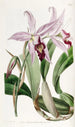 Varietät von Laelia anceps von M. Barker - Sydenham Edwards — Ansicht des Kunstwerks