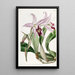 Varietät von Laelia anceps von M. Barker - Sydenham Edwards — gerahmtes Bild an der Wand