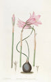 Habranthus mit feinen Blättern von M. Booth - Sydenham Edwards — Ansicht des Kunstwerks