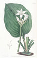 Eurycles von M. Cunningham - Sydenham Edwards — Ansicht des Kunstwerks