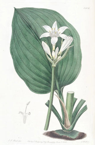 Sydenham Edwards - Mr Cunninghams Eurycles.webp