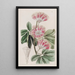 Inga de M. Harris - Sydenham Edwards — gerahmtes Bild an der Wand