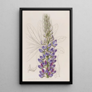 Sydenham Edwards - Mr Hartwegs Lupine.webp