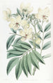 Cassia von M. Herbert - Sydenham Edwards — Ansicht des Kunstwerks
