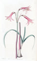 Phycella von M. Herbert - Sydenham Edwards — Ansicht des Kunstwerks