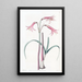 Phycella von M. Herbert - Sydenham Edwards — gerahmtes Bild an der Wand