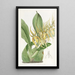 Brassia Gemälde von M. Lance - Sydenham Edwards — gerahmtes Bild an der Wand