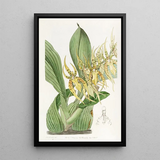 Sydenham Edwards - Mr Lances Brassia.webp