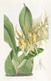 Brassia Gemälde von M. Lance - Sydenham Edwards — Ansicht des Kunstwerks
