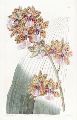 Sydenham Edwards - Mr Lances Oncidium.webp