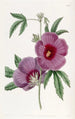 M. Lindley - Sydenham Edwards Hibiskus-Gemälde — Ansicht des Kunstwerks