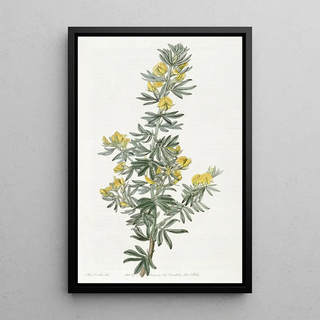 Sydenham Edwards - Mr Loudons Adesmia.webp