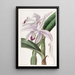 M. Perrin - Sydenham Edwards — gerahmtes Bild an der Wand