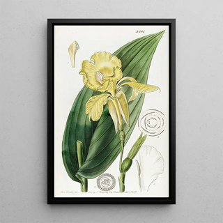 Sydenham Edwards - Mr Reevess Indian Shot.webp