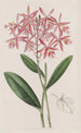 Epidendrum von M. Schomburgk - Sydenham Edwards — Ansicht des Kunstwerks
