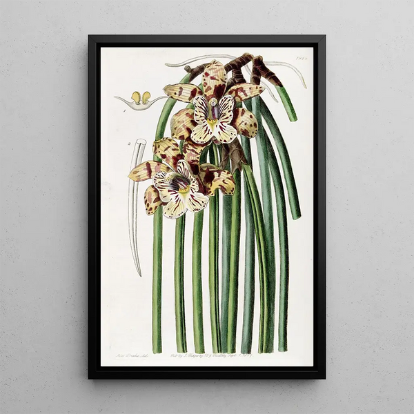 Sydenham Edwards - Mr Steels Maxillaria.webp